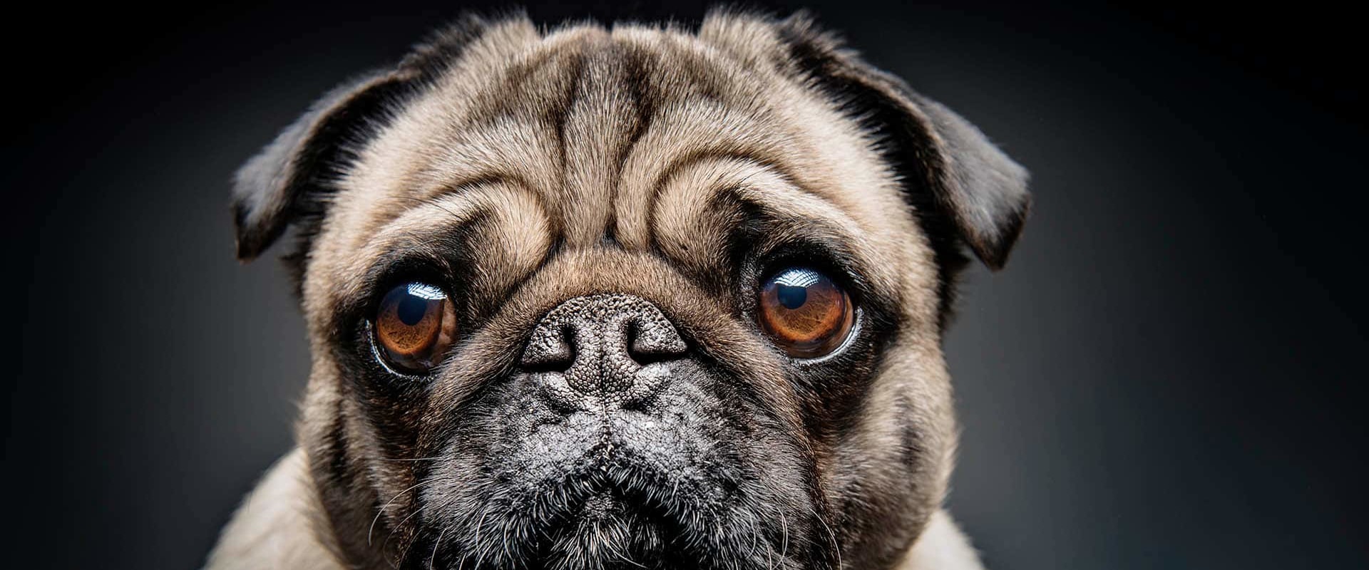 How were pugs selectively bred?