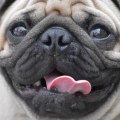 Why are pugs raised the way they are?