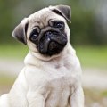 Is it difficult to keep the pug?