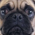 Why aren't pugs good pets?
