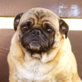 Are pugs good for beginners?