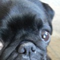 Do pugs have constant pain?