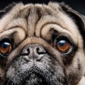 How were pugs selectively bred?
