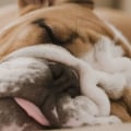Which breed of dog is the laziest?