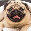 Is it easy to take care of pugs?