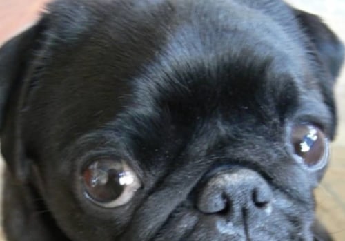 Are pugs hurting?