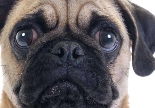 Why aren't pugs good pets?