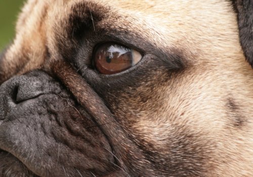 Why shouldn't you buy a pug?