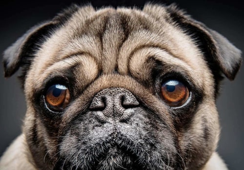 How were pugs selectively bred?