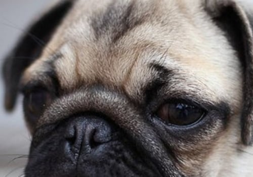 Are pugs good domestic pets?
