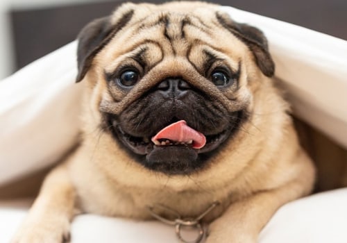 Is it easy to take care of pugs?